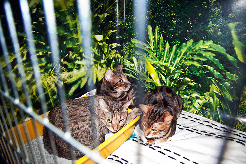 Macskák, macskák mindenhol A Robert Capa Kortárs Fotográfiai Központ MIAU! című kiállításáról