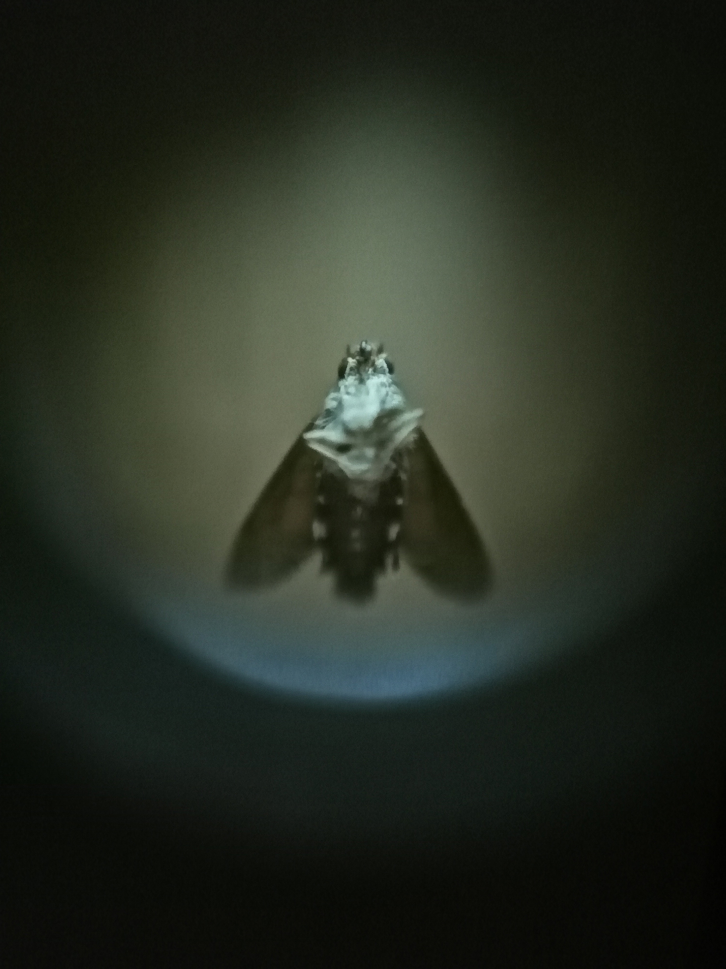 Bomlás, pusztulás, hiány Horváth Rita kiállítása